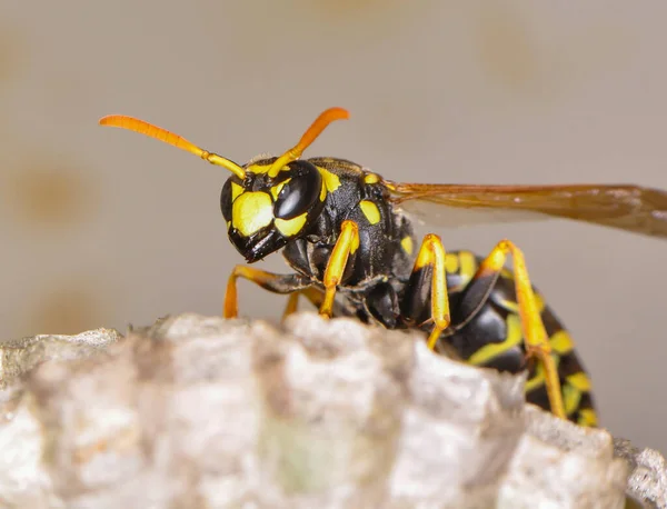 Wasp hive with wild wasps in the country