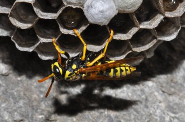 Wasp hive with wild wasps in the country