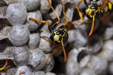 Wasp hive with wild wasps in the country