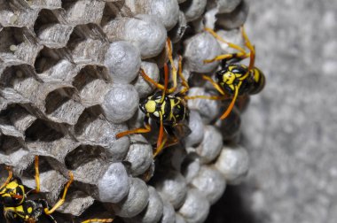 Wasp hive with wild wasps in the country