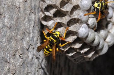 Wasp hive with wild wasps in the country