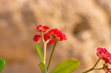 Beautiful plants on the shore