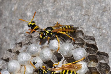 Wasp hive with wild wasps in the country