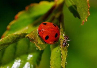 Macro photo of a beetle in its habitat