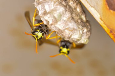 Wasp hive with wild wasps in the country