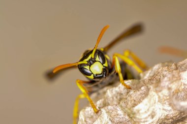 Wasp hive with wild wasps in the country