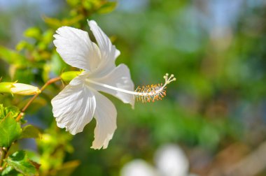 Beautiful plants on the shore