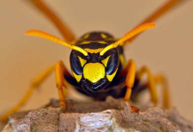 Wasp hive with wild wasps in the country clipart