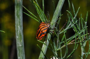 Macro photo of a beetle in its habitat