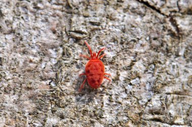 Very small red tick on a tree