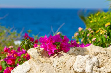 Beautiful plants on the shore of the Red Sea