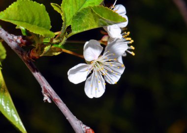 Beautiful flower on the shore 