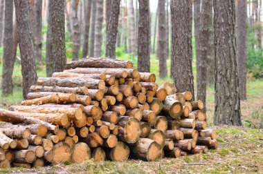Firewood collected in the middle of the forest