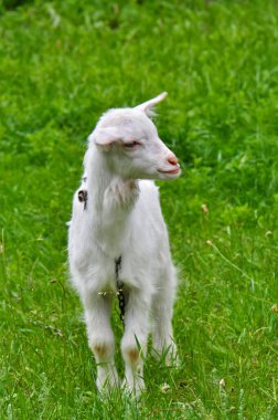 Goats graze in the meadow, Ukraine