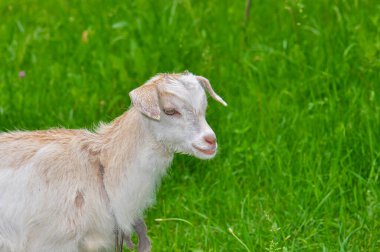 Goats graze in the meadow, Ukraine