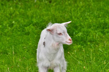 Goats graze in the meadow, Ukraine