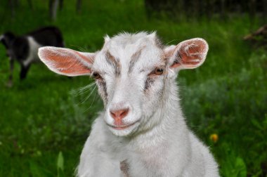 Goats graze in the meadow, Ukraine