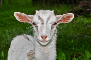 Goats graze in the meadow, Ukraine