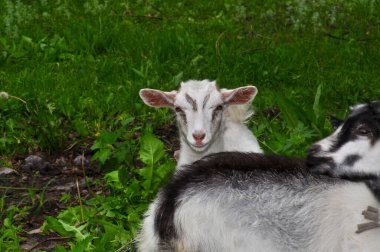 Goats graze in the meadow, Ukraine
