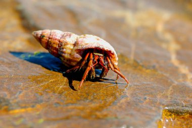 he hermit crab walks on the stone.