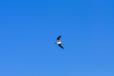 Seagull on the Red Sea