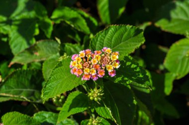 Beautiful plants on the shore
