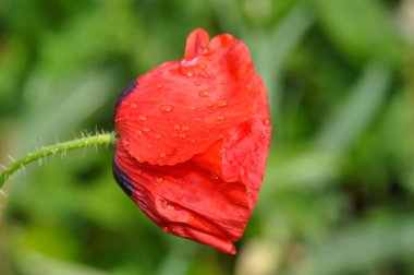Bahçedeki güzel gelincik çiçeği