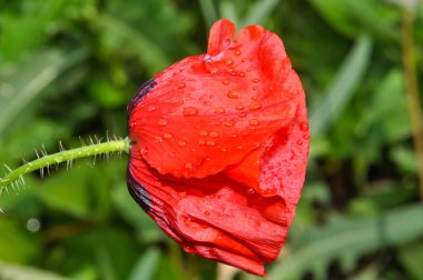 Bahçedeki güzel gelincik çiçeği