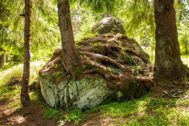 A tree has grown into a stone in the Ukrainian Carpathians