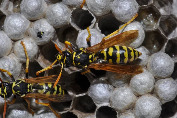 Wasp hive with wild wasps in the country