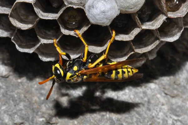 Wasp Hive Wild Wasps Country — Foto de Stock