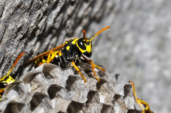 Wasp hive with wild wasps in the country