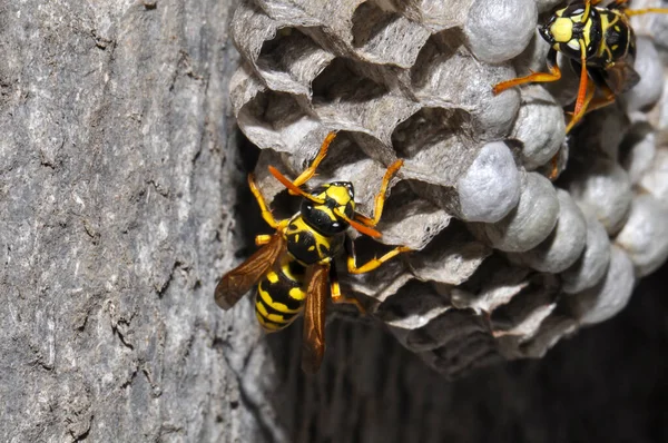 Wasp hive with wild wasps in the country