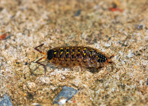 Woodlouse macro on the sand