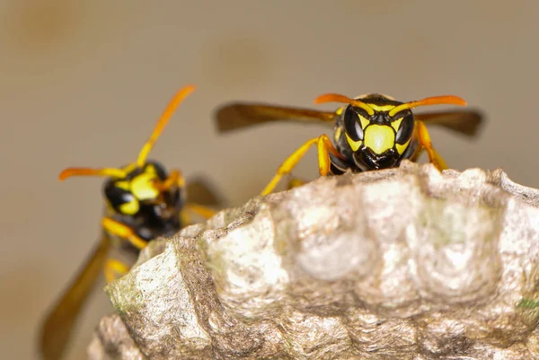 Wasp hive with wild wasps in the country