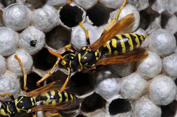 Wasp hive with wild wasps in the country