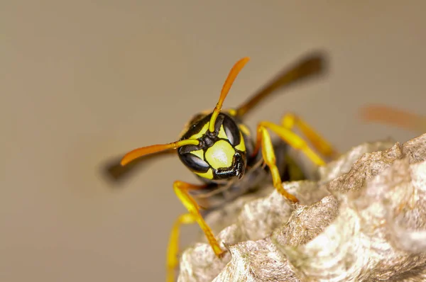 stock image Wasp hive with wild wasps in the country