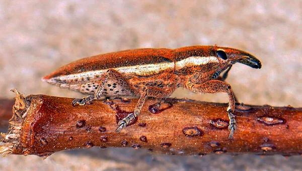 Macro Photo Weevil Beetle — Stockfoto