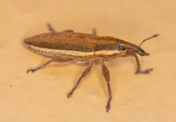 Macro Photo Weevil Beetle — Foto de Stock