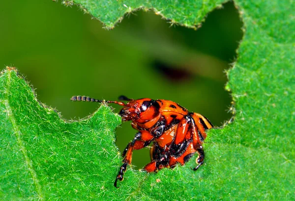 Macro Photo Beetle Its Habitat — Stok fotoğraf