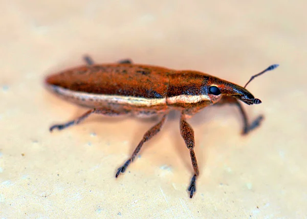 Macro Photo Weevil Beetle — Stockfoto