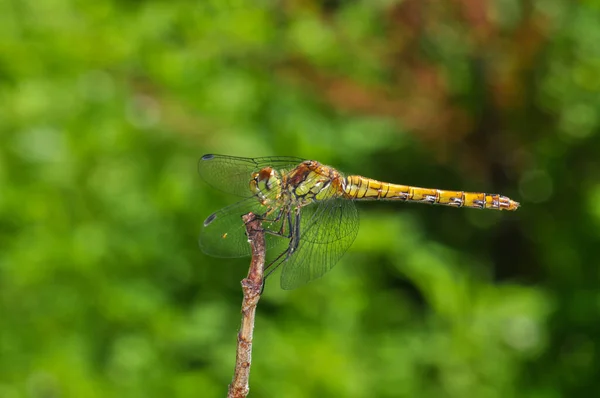 Red Dragonfly Sits Branch Macro — Foto de Stock