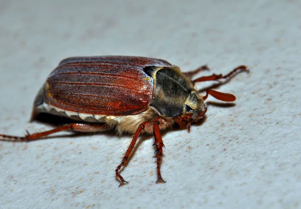 Macro Photo Beetle Its Habitat — 스톡 사진
