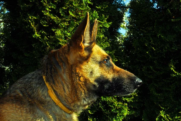 Great Portrait Domestic Dog — Fotografia de Stock