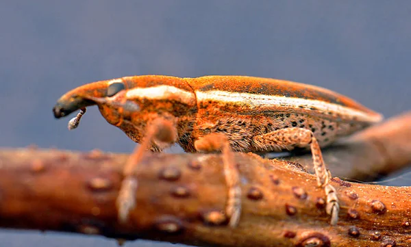 Macro Photo Weevil Beetle — Stok fotoğraf