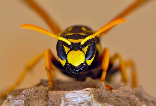 Wasp hive with wild wasps in the country