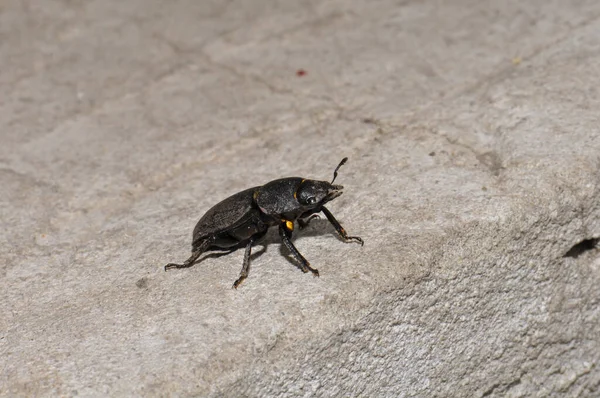 Black Beetle Its Habitat — Stok Foto
