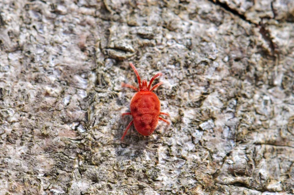 Very small red tick on a tree