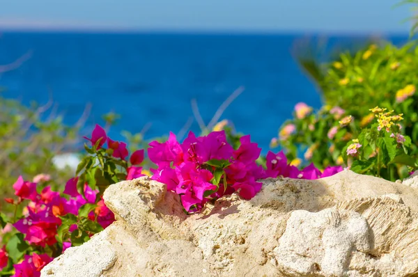 Beautiful plants on the shore of the Red Sea
