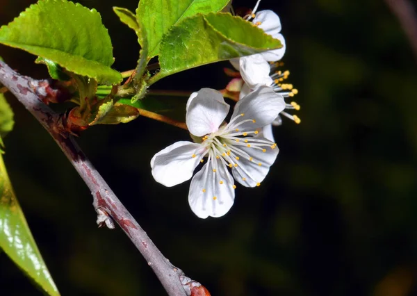 Beautiful flower on the shore 
